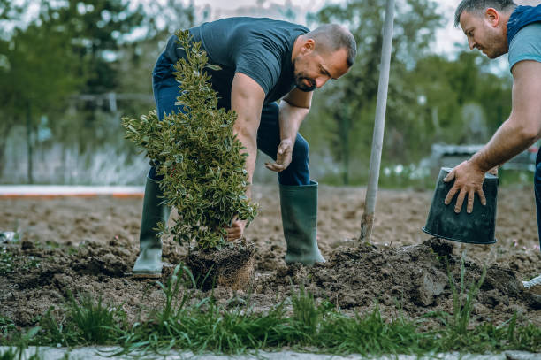 Soil Testing and Treatment