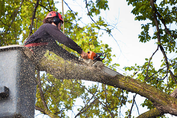 Reliable Balfour, NC Tree Care Services Solutions